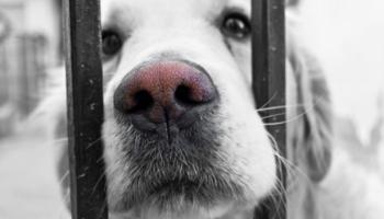 adopter-un-chien-adulte-60e66aafb53d0320712524.jpg