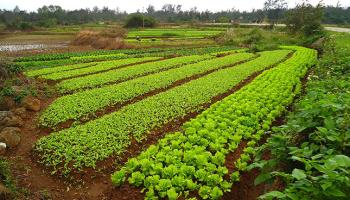 chambre-agriculture-inde-3-60e66ab67d6e7416531322.jpg