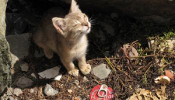 chatabandonne-60e66ab005970058057707.jpg
