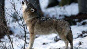 loup-isere-2-60e66ab374f1c069442635.jpg