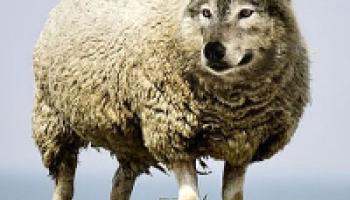 loup-mouton-60e66ad7cf1b8669738375.jpg