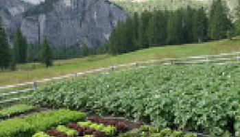 potager-montagne-60e66acf2c7d8776076159.jpg