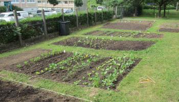 potager-pelouse-60e66ab2952be424429478.jpg