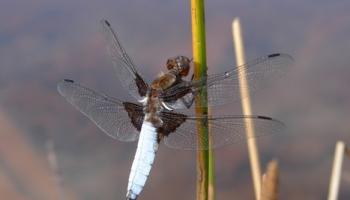 rosalia-insecte2-60e66aad4151a817864232.jpeg
