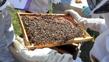 abeille-d-5-6132085e52fae394124215.jpg