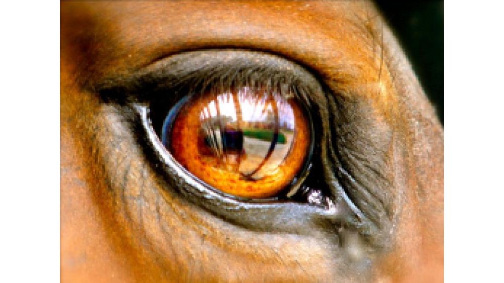 cheval-une-60e66af4442ae503190395.jpg