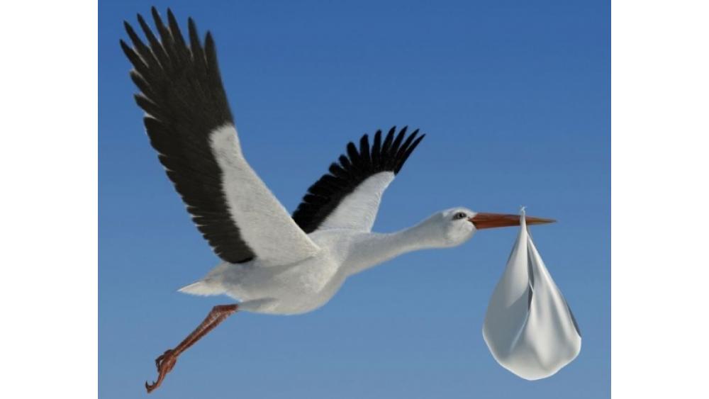 cigogne-612b9f888da91143357773.jpg