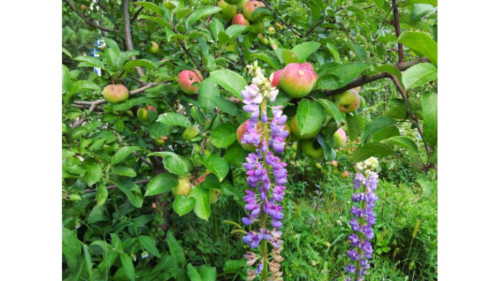 foret-fruitiere-4-60e66ab73c869817752262.jpg