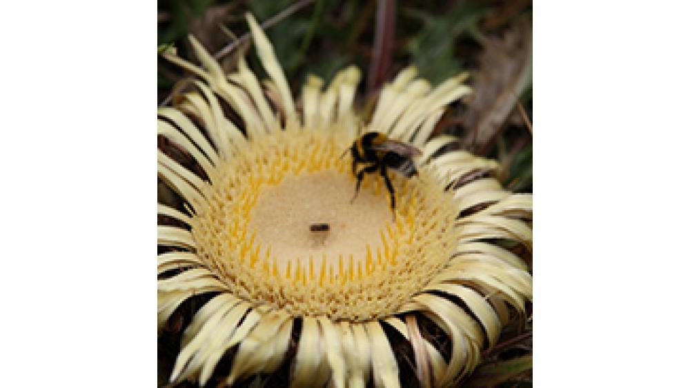 insecte-une-60e66ac42f021269283527.jpg