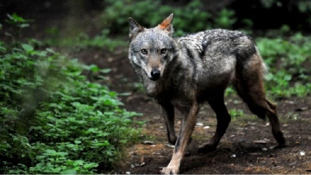 loup-isere-60e66ab371df3849639698.jpg