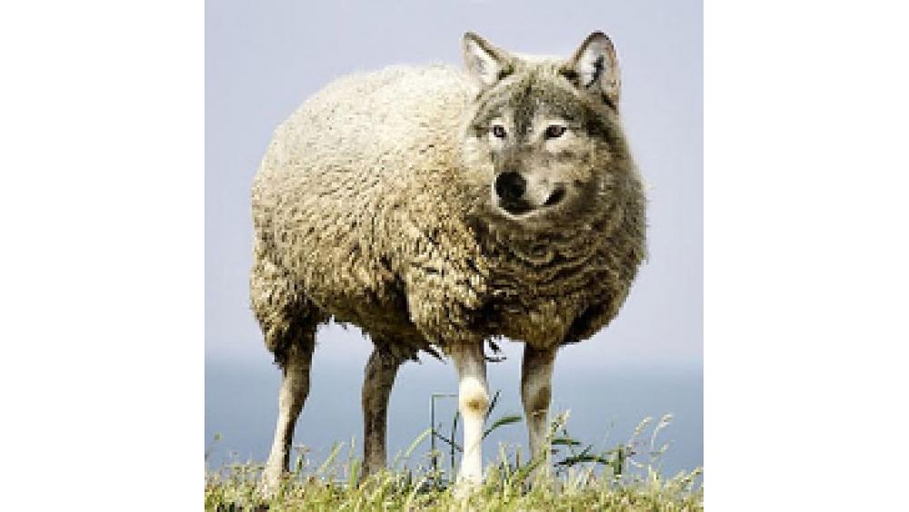 loup-mouton-60e66ad7cf1b8669738375.jpg