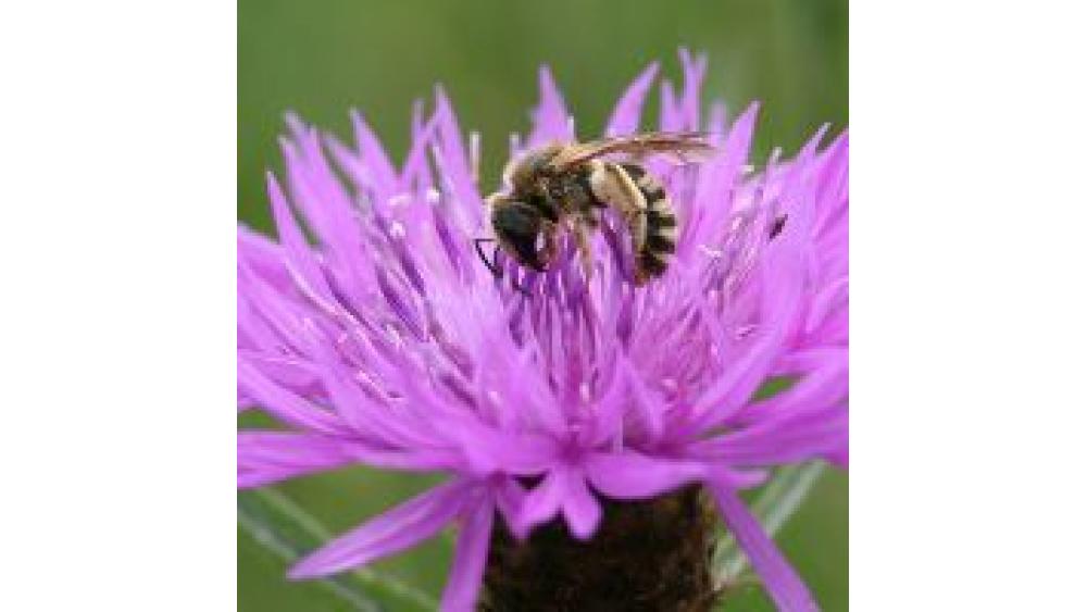 lpo-abeille-60e66aad52b07911395726.jpg