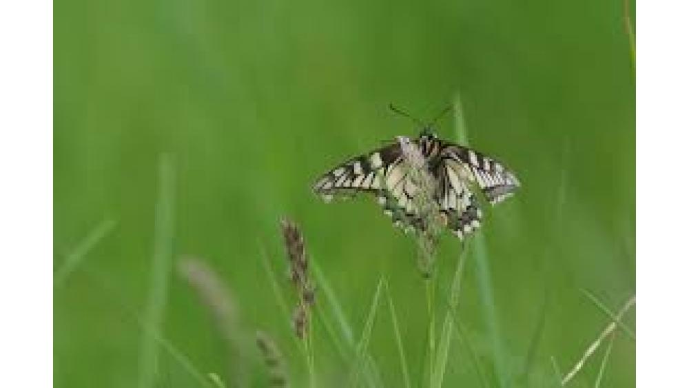 lpo-oiseau-60e66aad49498502758661.jpeg