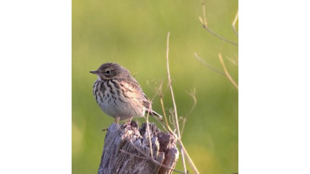 oiseau-60e66ad613123401577751.jpg
