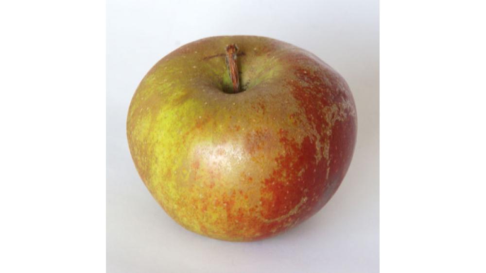 pomme-1-60e66abe19a04831607175.jpg