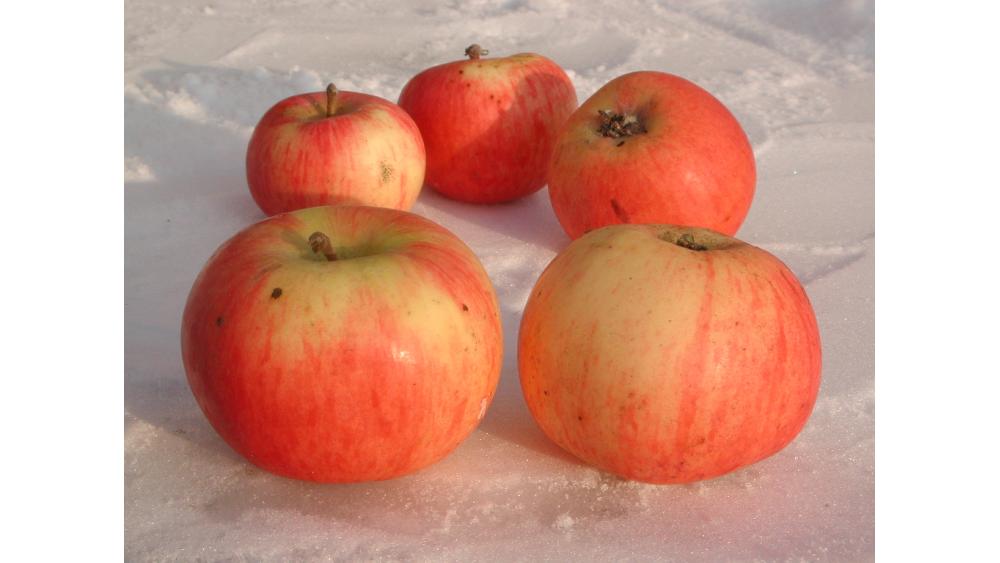 pommes-2-60e66abe087e2853803696.jpg