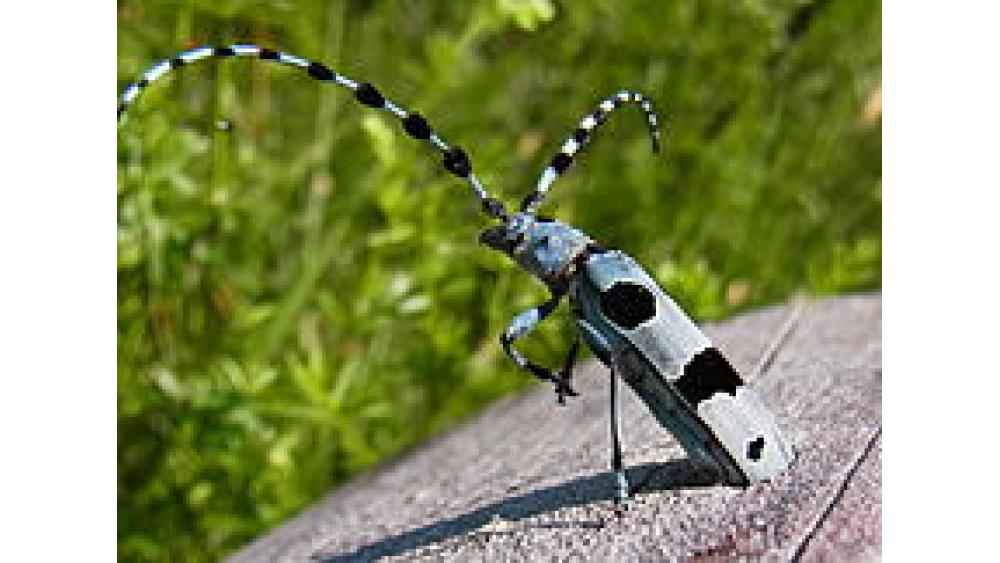 rosalia-insecte-60e66aad3e3d2885153009.jpg