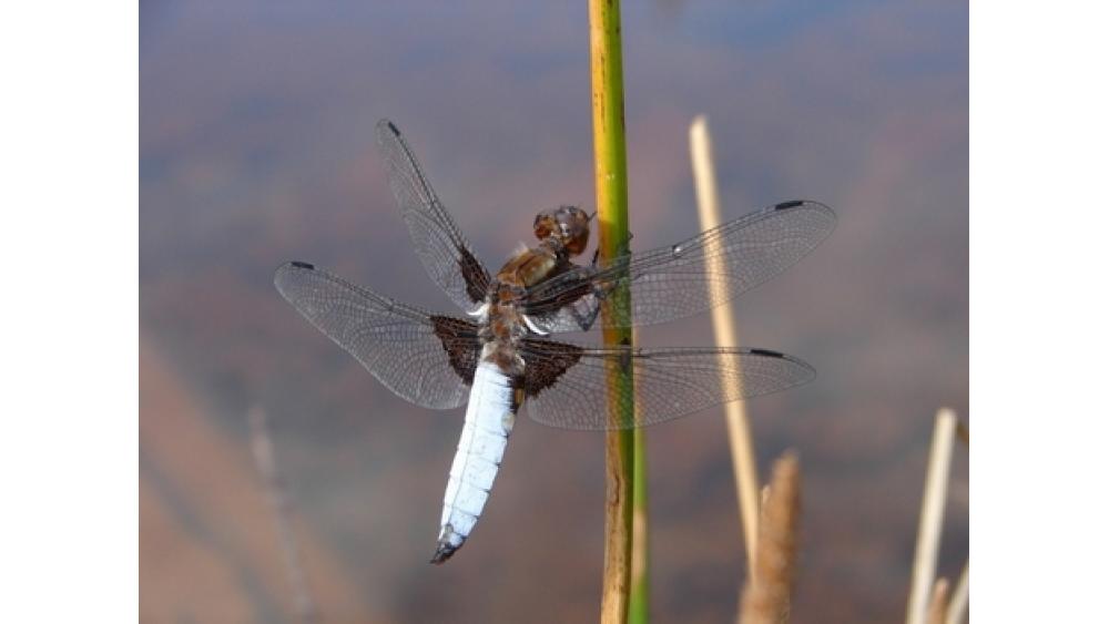 rosalia-insecte2-60e66aad4151a817864232.jpeg