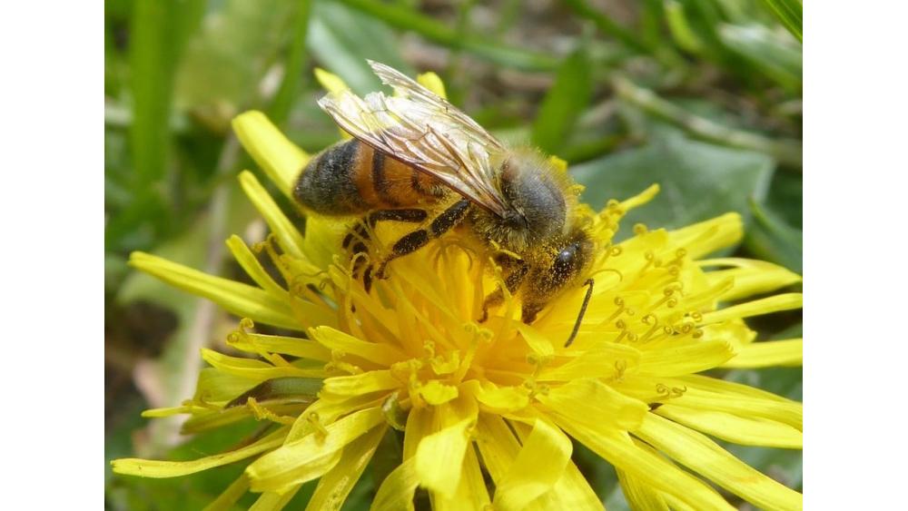 abeille-d-3-6132085e4b8a9081656978.jpg