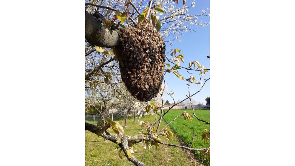 abeille-d-4-6132085e51cb3193130322.jpg