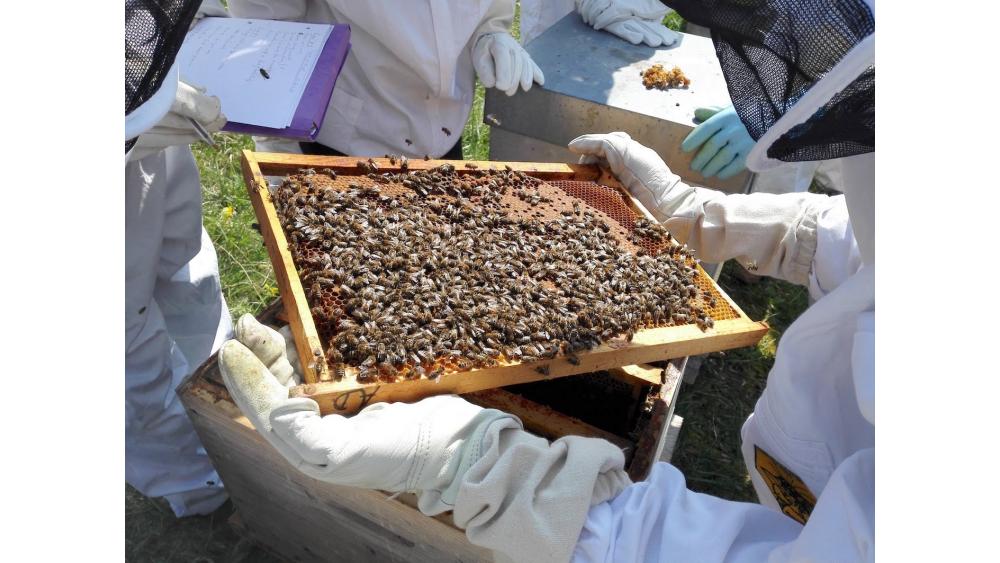abeille-d-5-6132085e52fae394124215.jpg