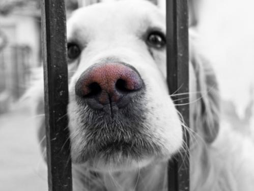 adopter-un-chien-adulte-60e66aafb53d0320712524.jpg