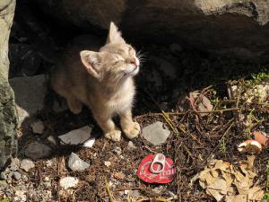 chatabandonne-60e66ab005970058057707.jpg