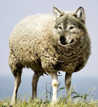 moutonloup-61785eb5a2521612482053.jpg