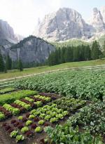 potager-montagne-60e66acf2c7d8776076159.jpg