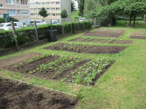 potager-pelouse-60e66ab2952be424429478.jpg