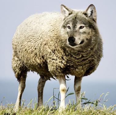 mouton-611578df8a021139144153.jpg